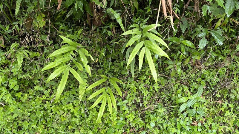 Pteris esquirolii photo 4