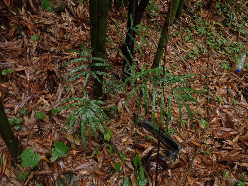 Pteris esquirolii photo 5