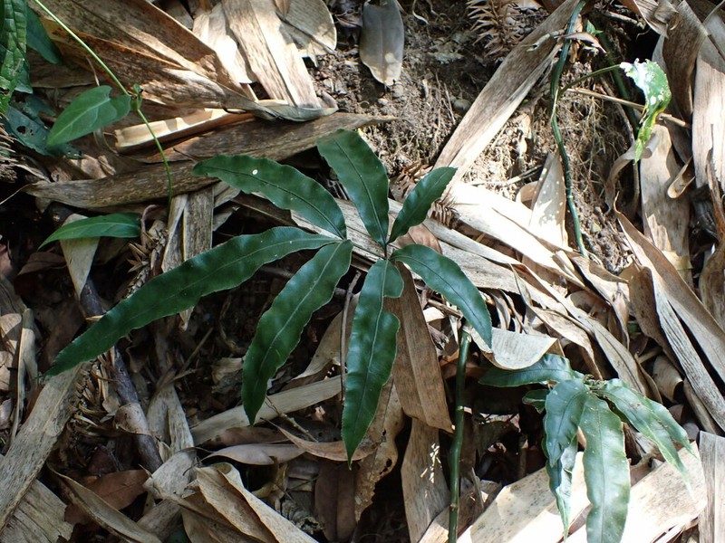 Pteris esquirolii photo 6