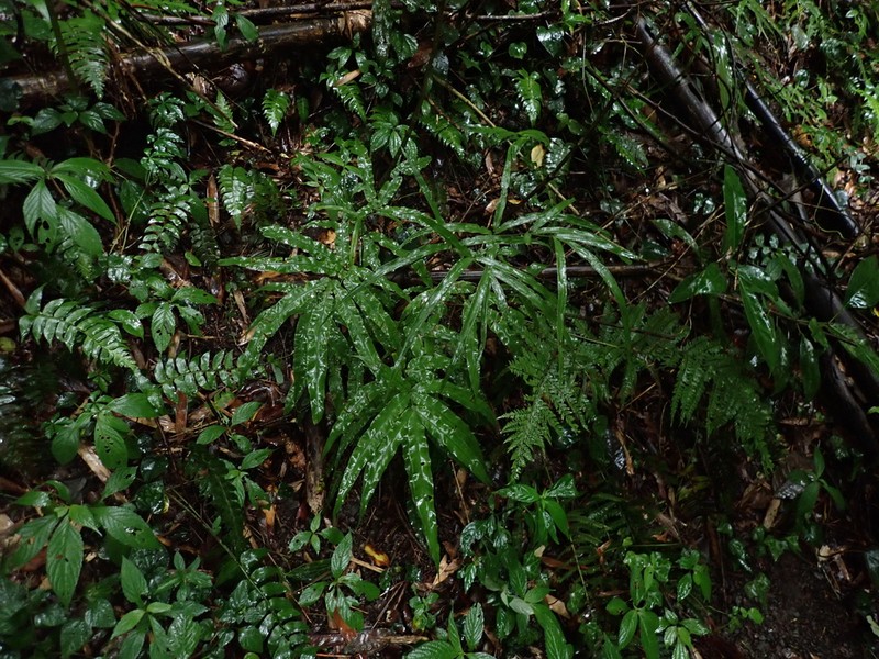 Pteris esquirolii photo 7