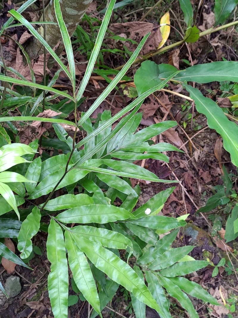 Pteris esquirolii photo 8