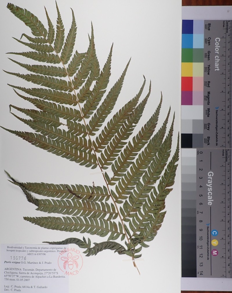 Pteris exigua