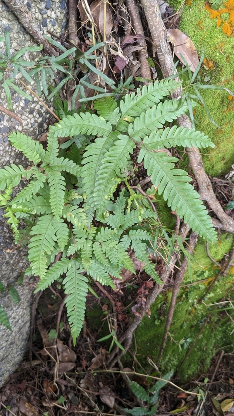 Pteris fauriei
