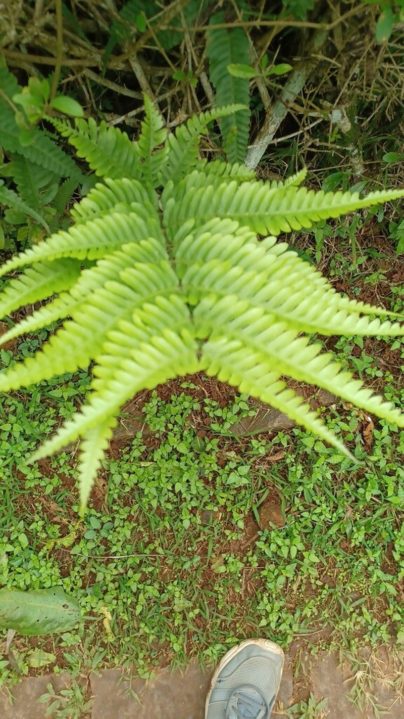 Pteris fauriei photo 2