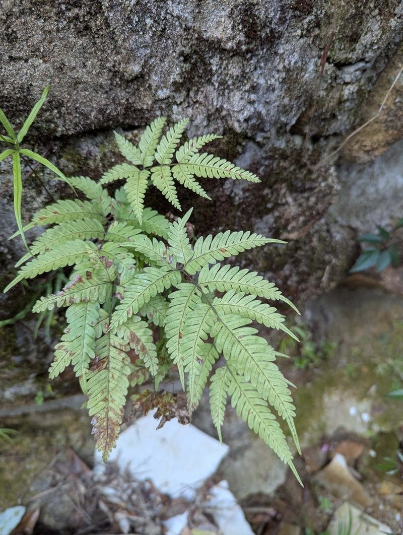 Pteris fauriei photo 3