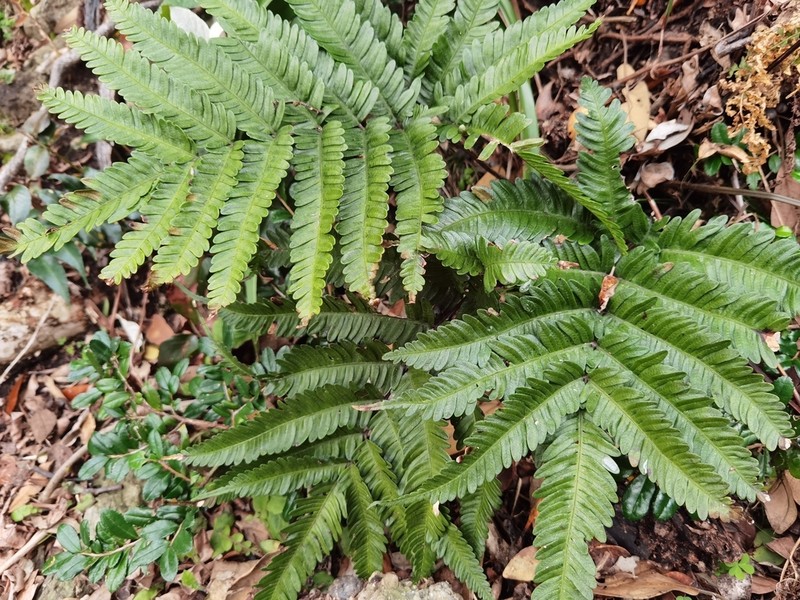Pteris fauriei photo 4