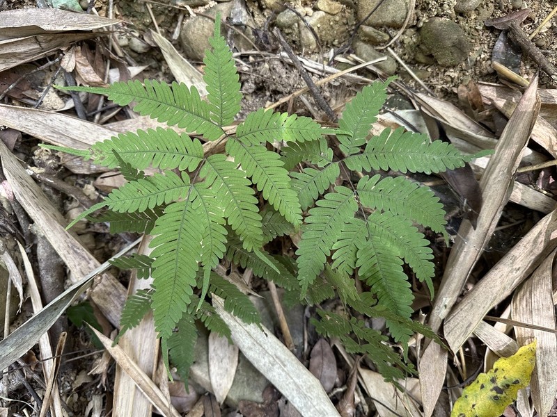 Pteris fauriei photo 5