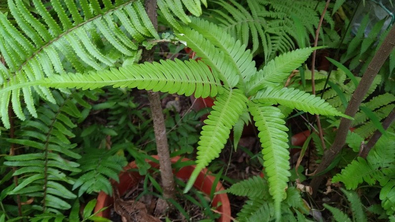 Pteris fauriei photo 6