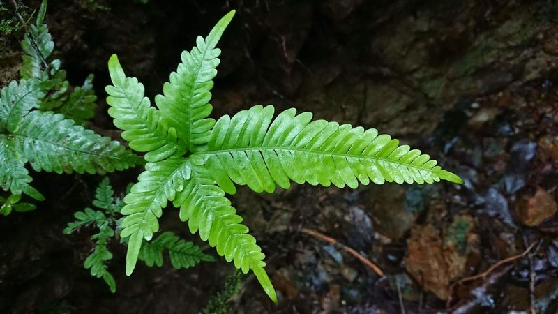 Pteris fauriei photo 7