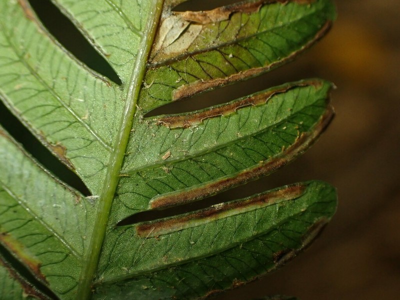 Pteris fauriei photo 8