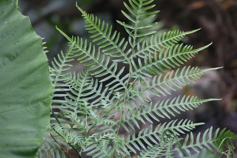 Pteris finotii