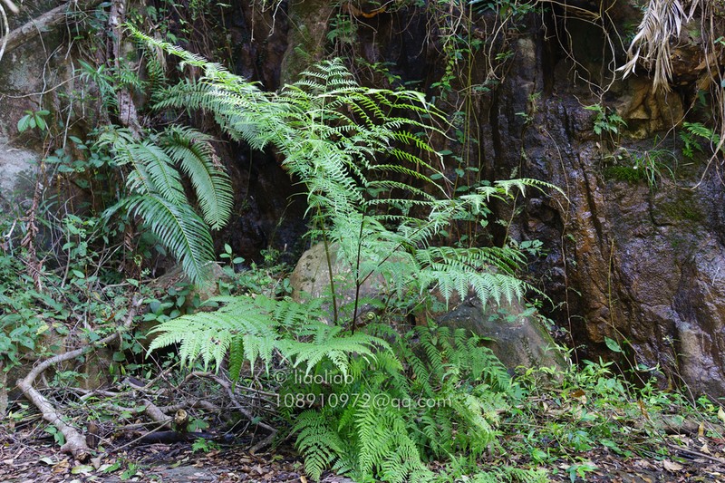 Pteris finotii photo 2