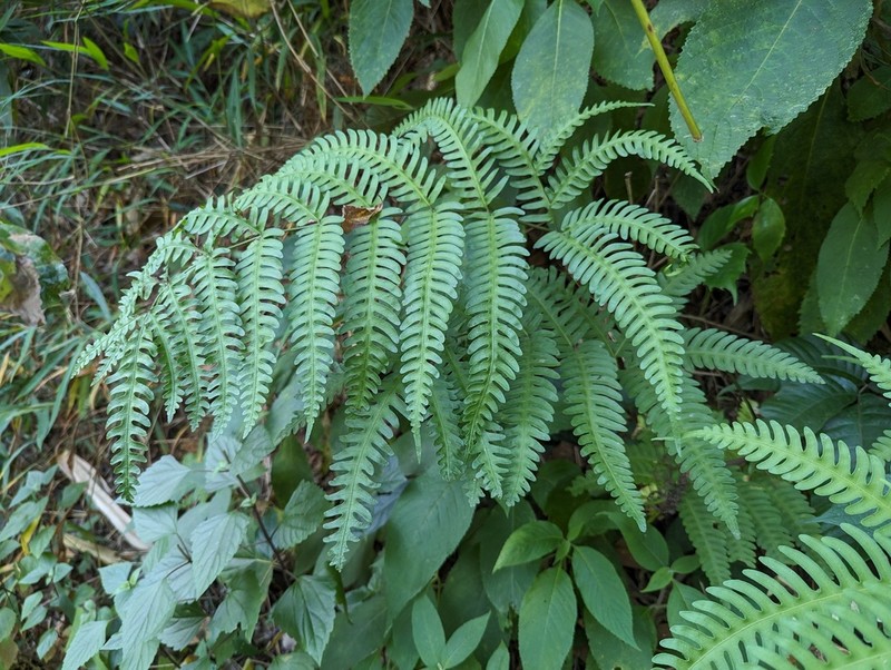 Pteris finotii photo 3