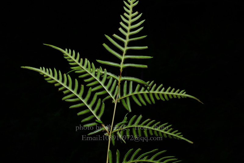 Pteris finotii photo 4