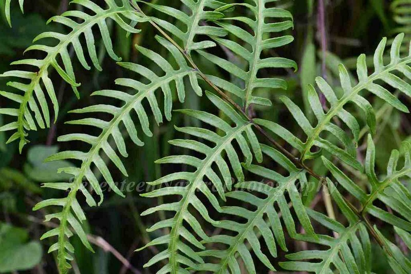 Pteris finotii photo 5