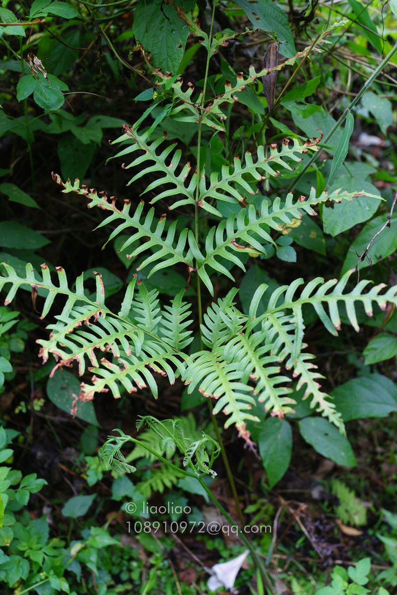 Pteris finotii photo 6