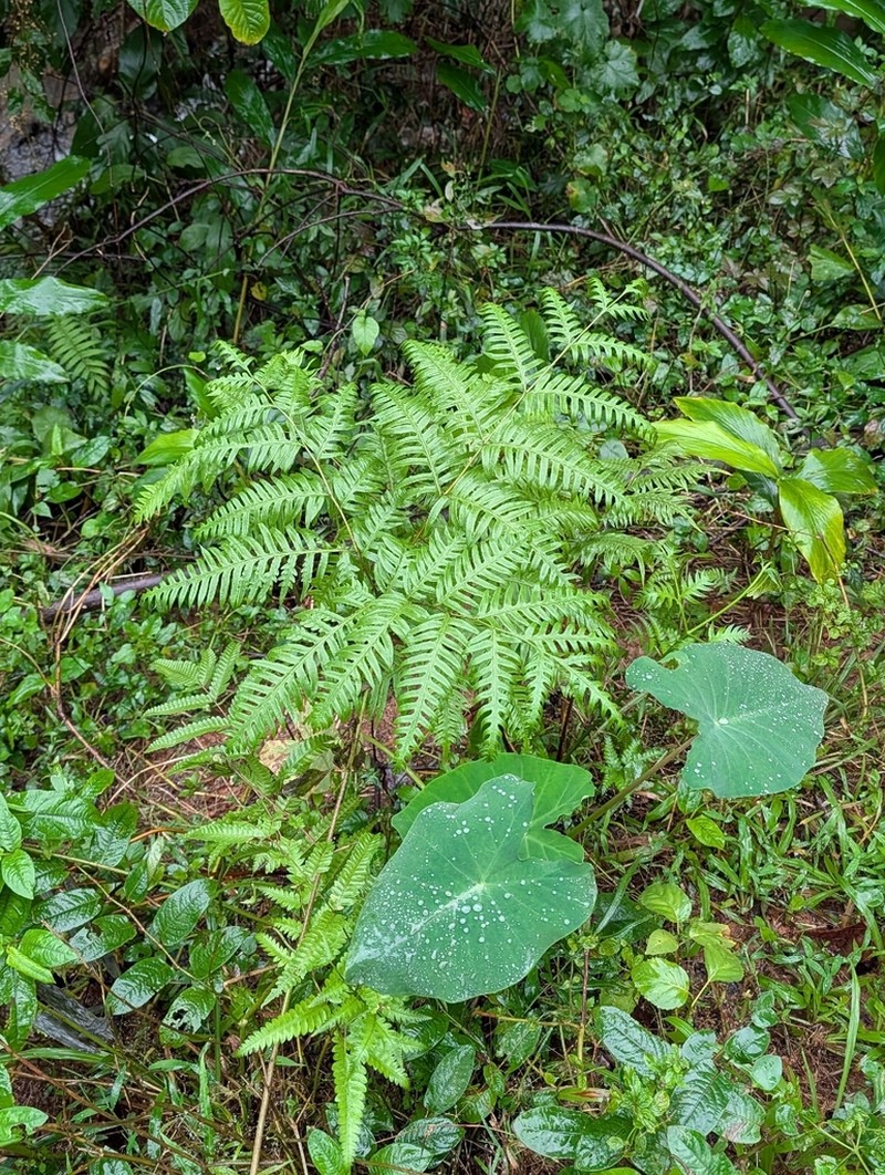 Pteris finotii photo 7
