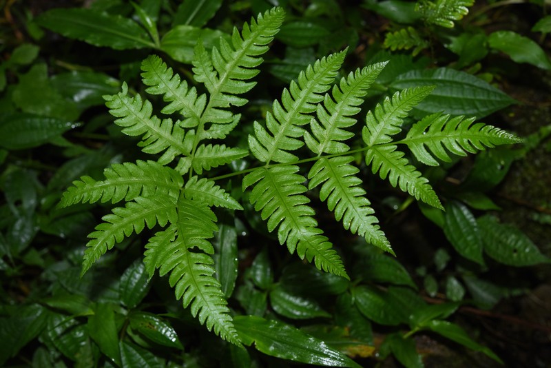 Pteris finotii photo 8