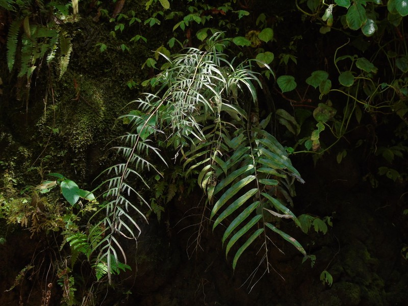 Pteris formosana