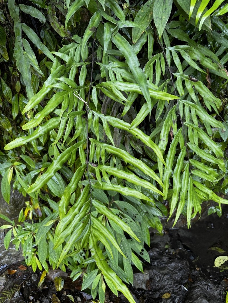 Pteris formosana photo 2