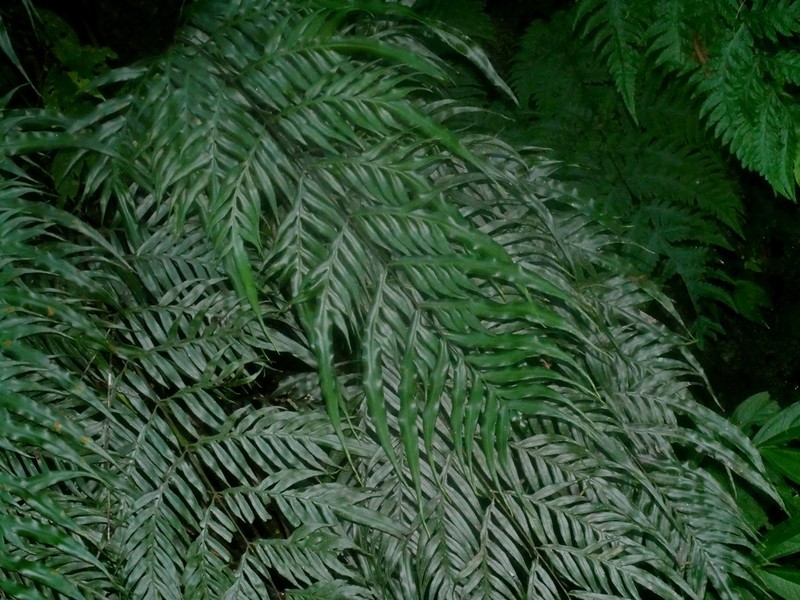 Pteris formosana photo 3