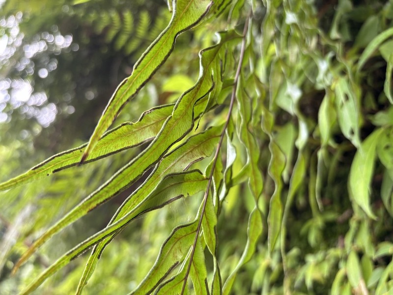 Pteris formosana photo 4