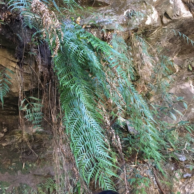 Pteris formosana photo 5