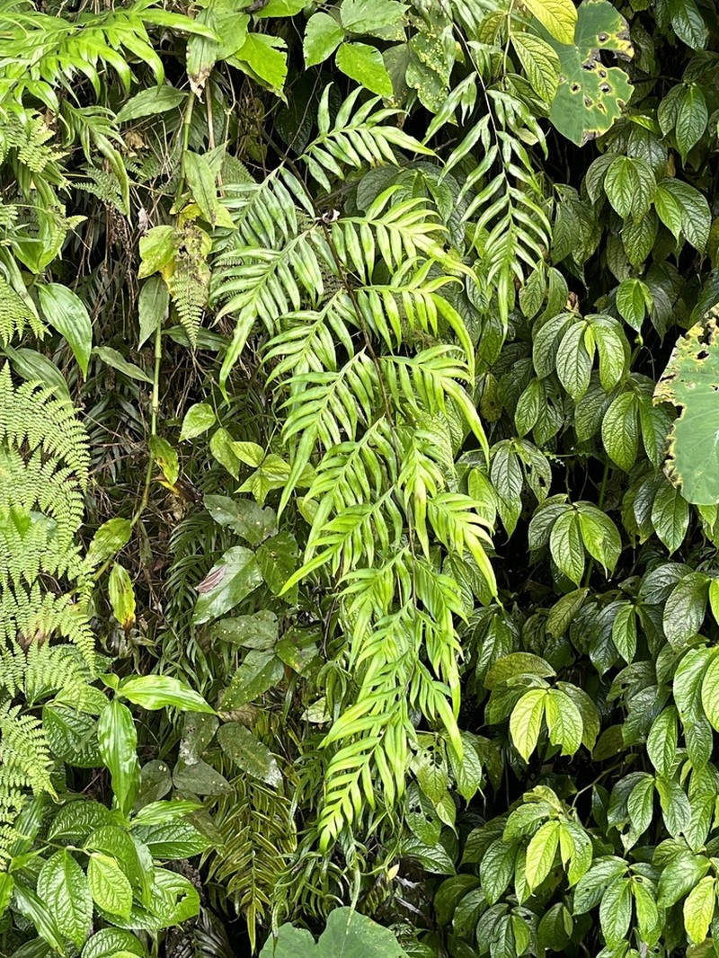 Pteris formosana photo 6