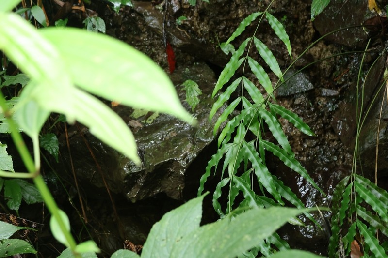 Pteris formosana photo 7