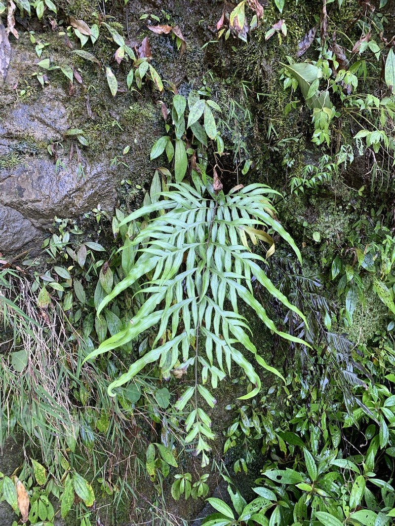 Pteris formosana photo 8