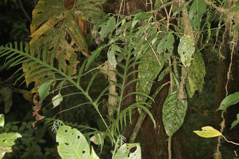 Pteris fraseri