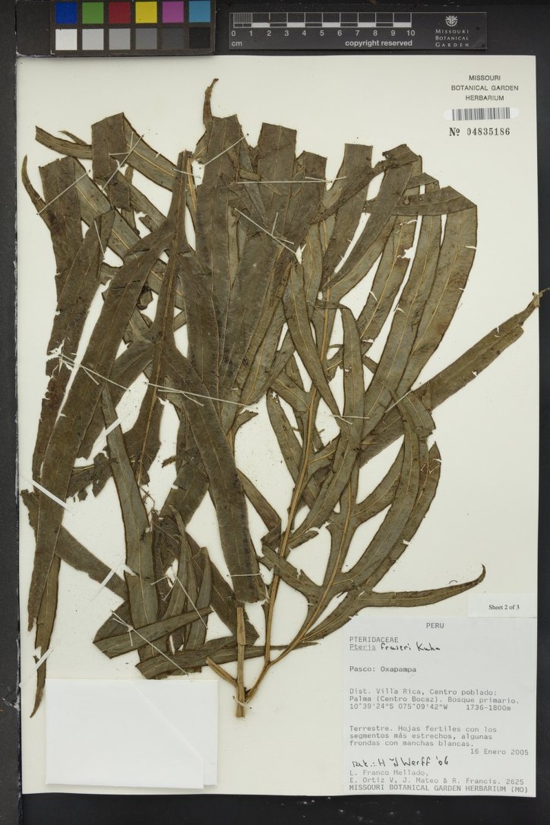 Pteris fraseri photo 2