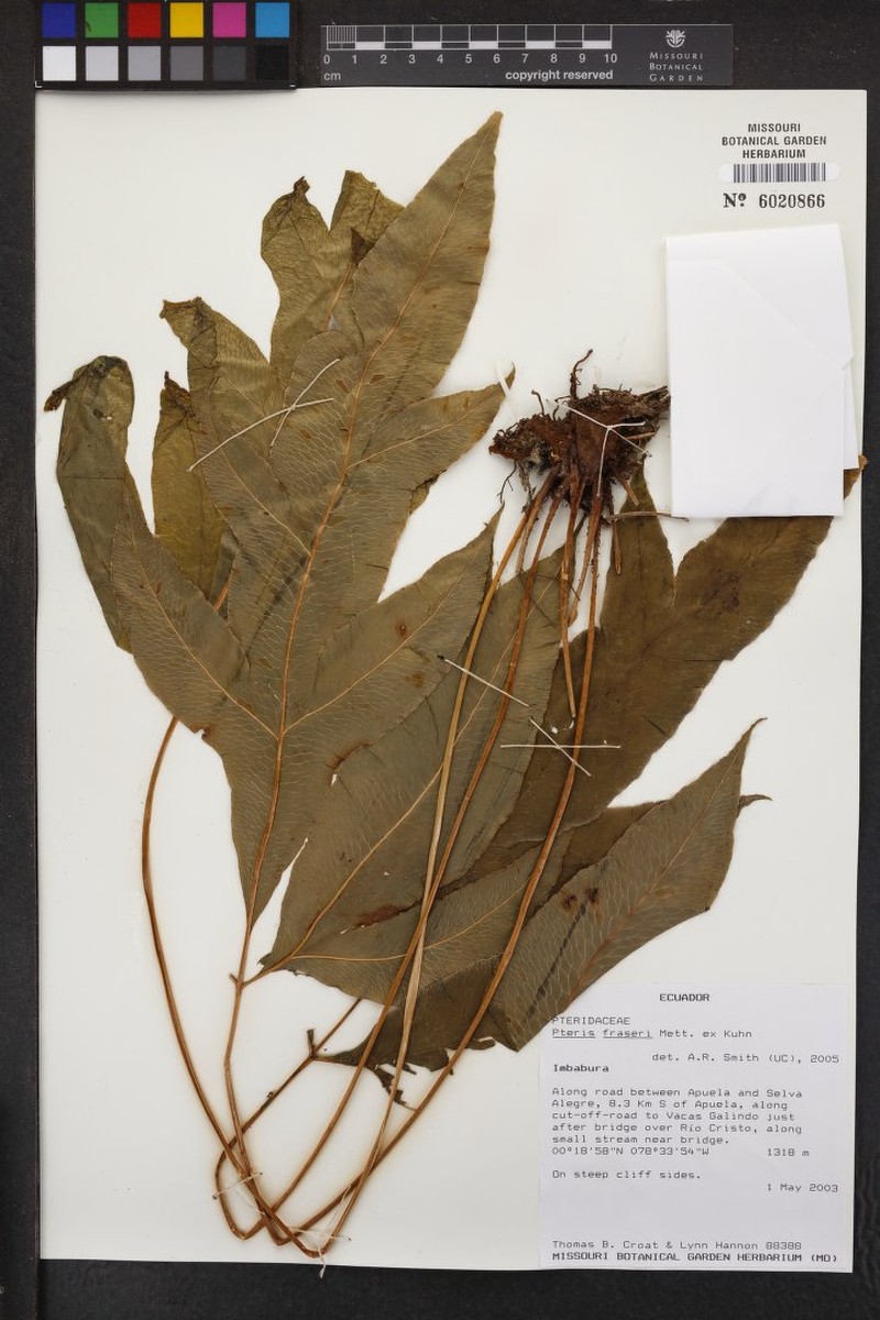 Pteris fraseri photo 4