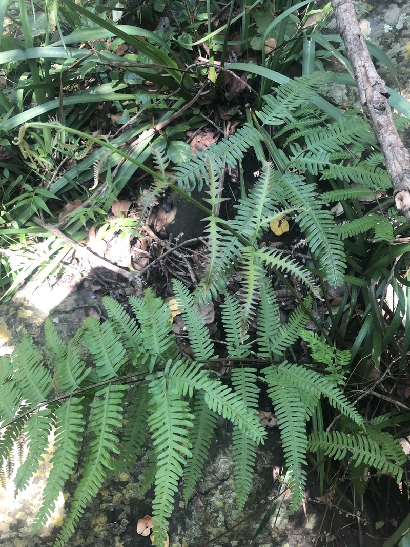 Pteris friesii photo 2