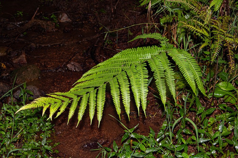 Pteris friesii photo 3