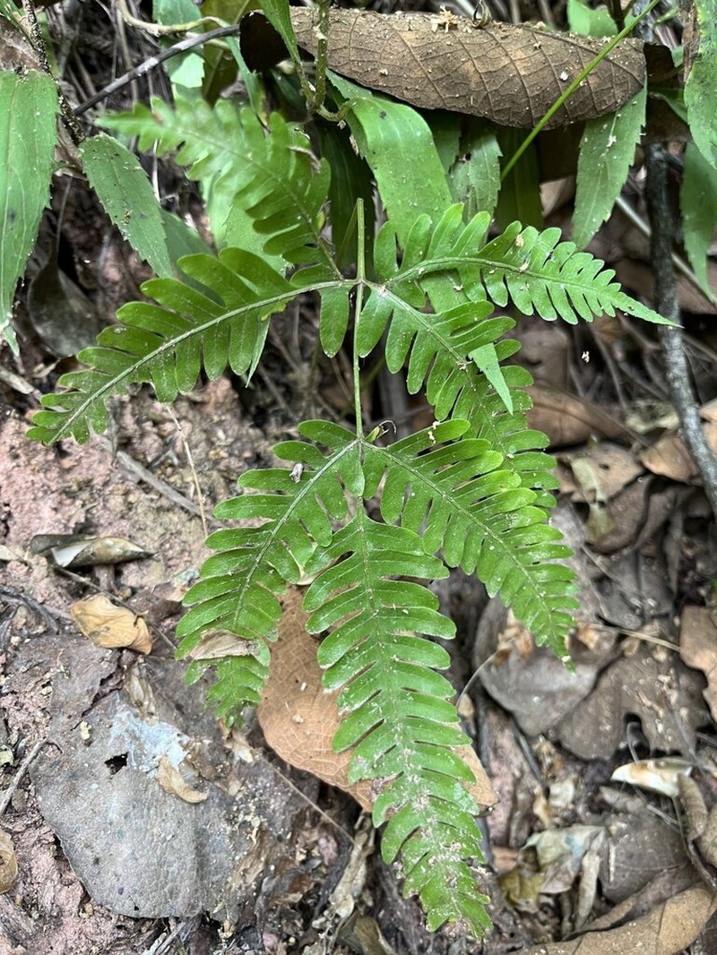 Pteris friesii photo 4