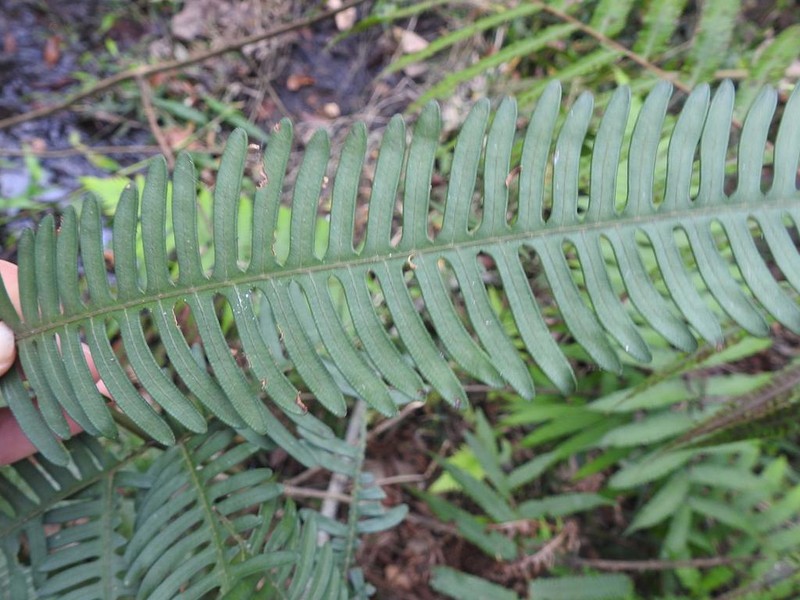 Pteris friesii photo 5