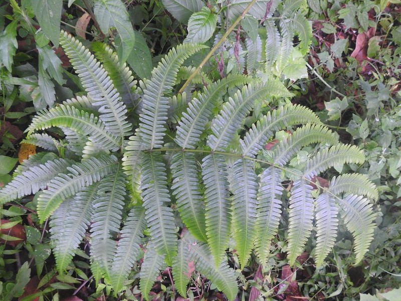 Pteris friesii photo 6