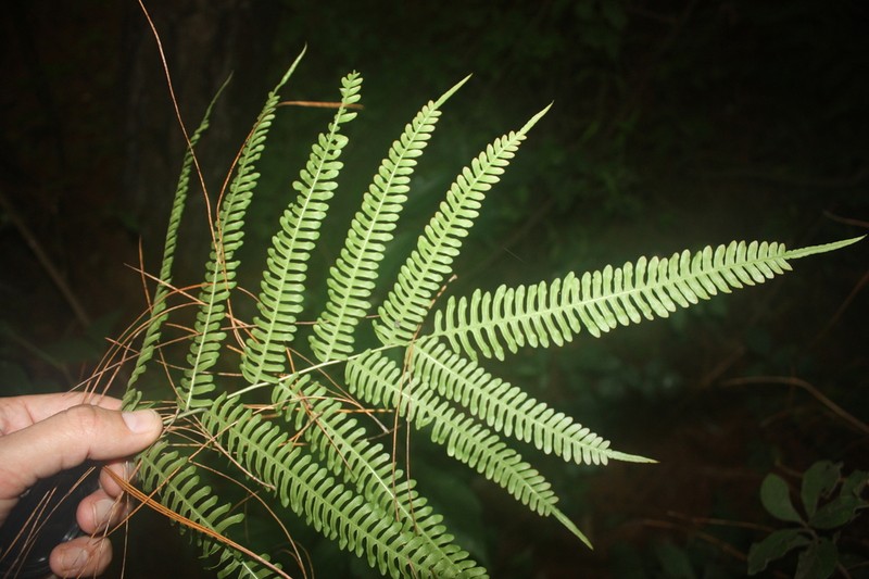 Pteris friesii photo 7
