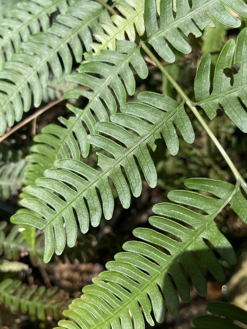 Pteris friesii photo 8