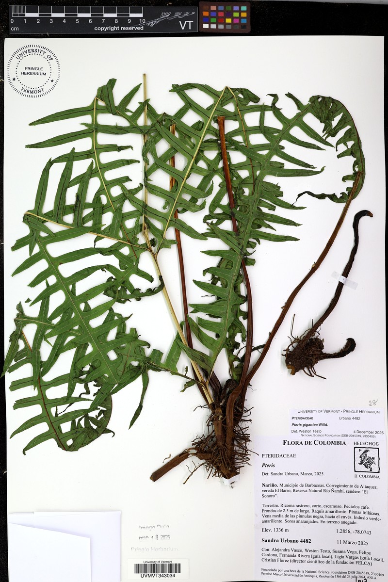 Pteris gigantea