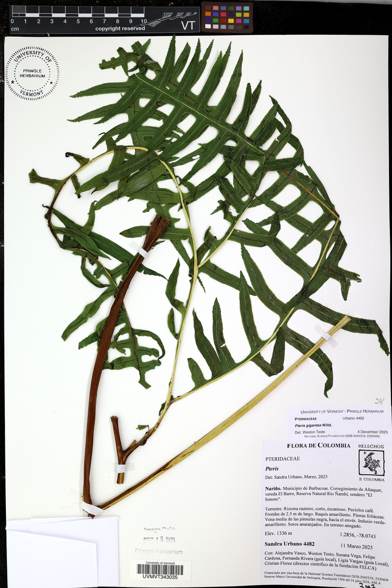 Pteris gigantea photo 2