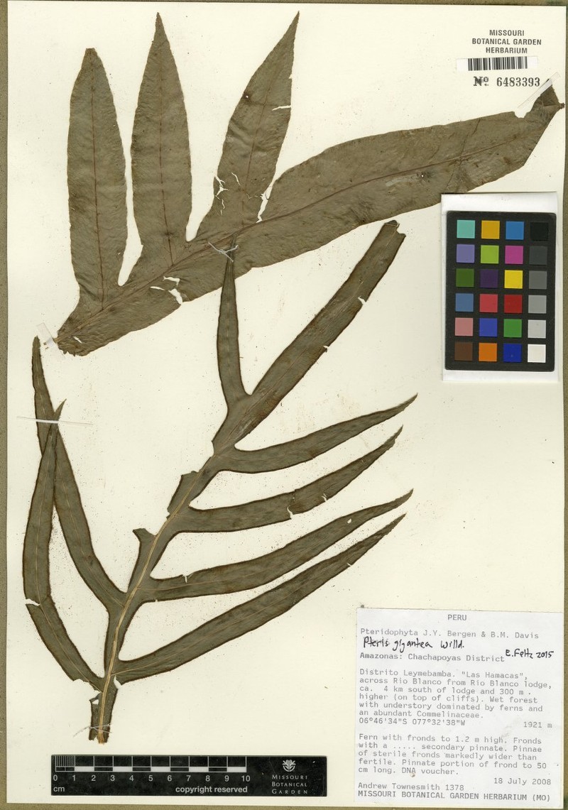 Pteris gigantea photo 3
