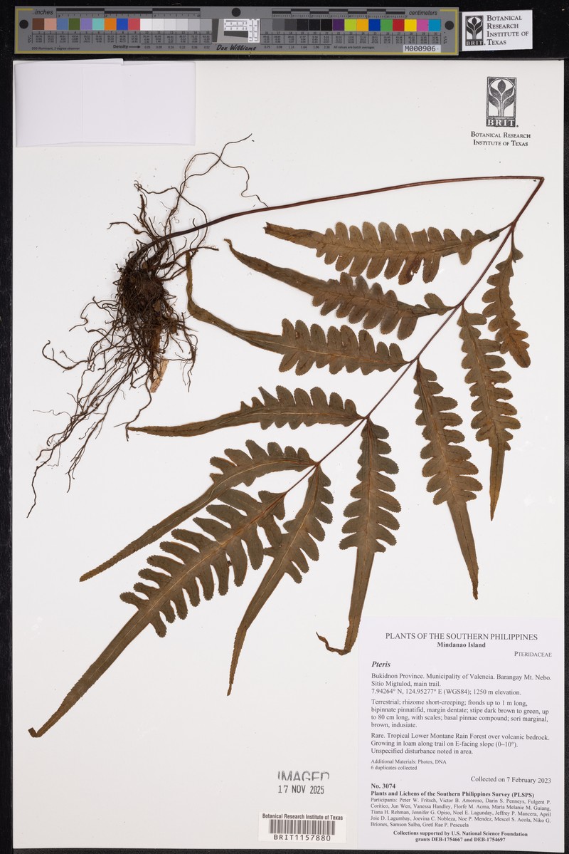 Pteris glaucovirens