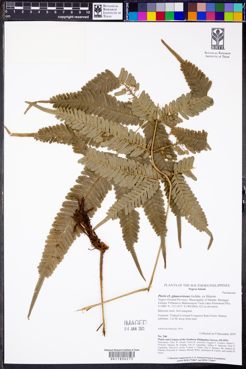 Pteris glaucovirens photo 2