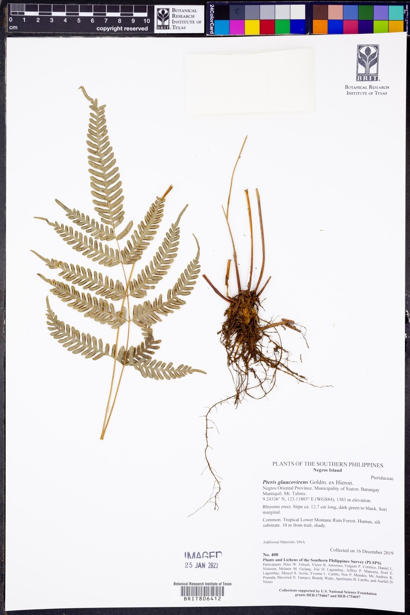 Pteris glaucovirens photo 3