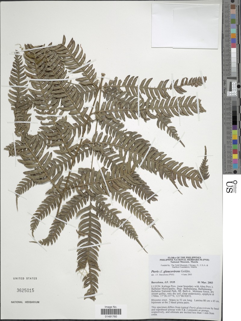 Pteris glaucovirens photo 4