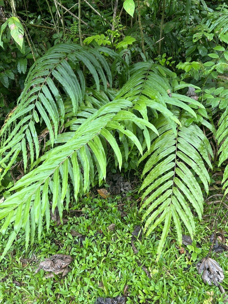 Elephantleaf Brake