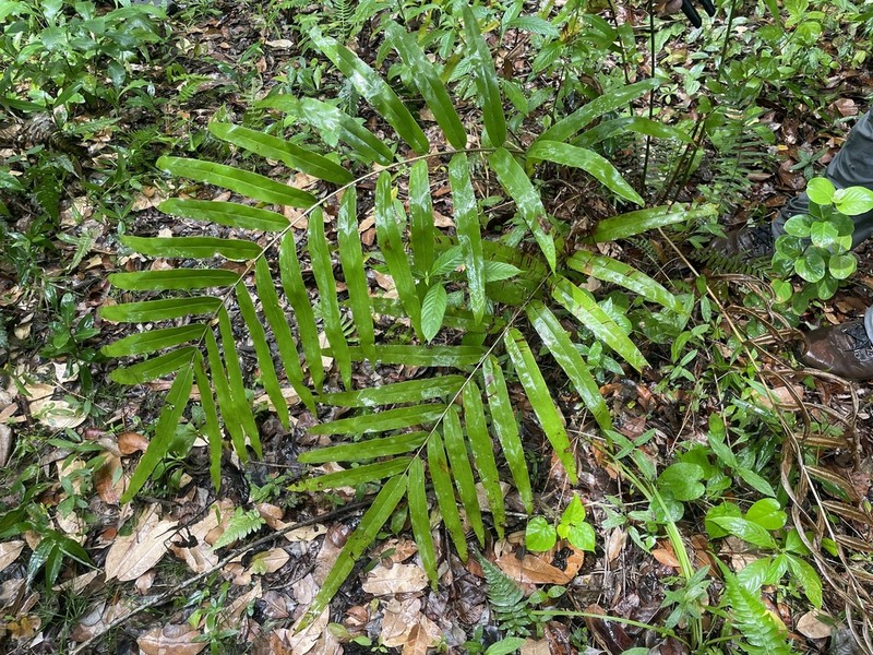 Elephantleaf Brake photo 2