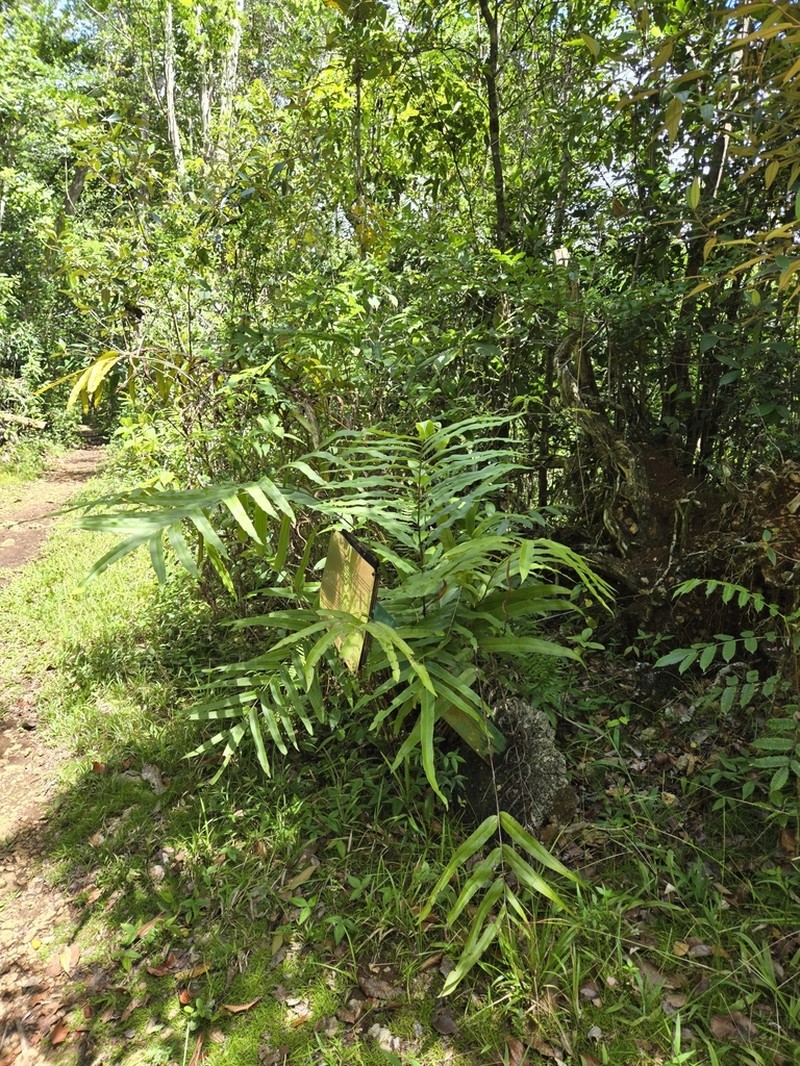 Elephantleaf Brake photo 3